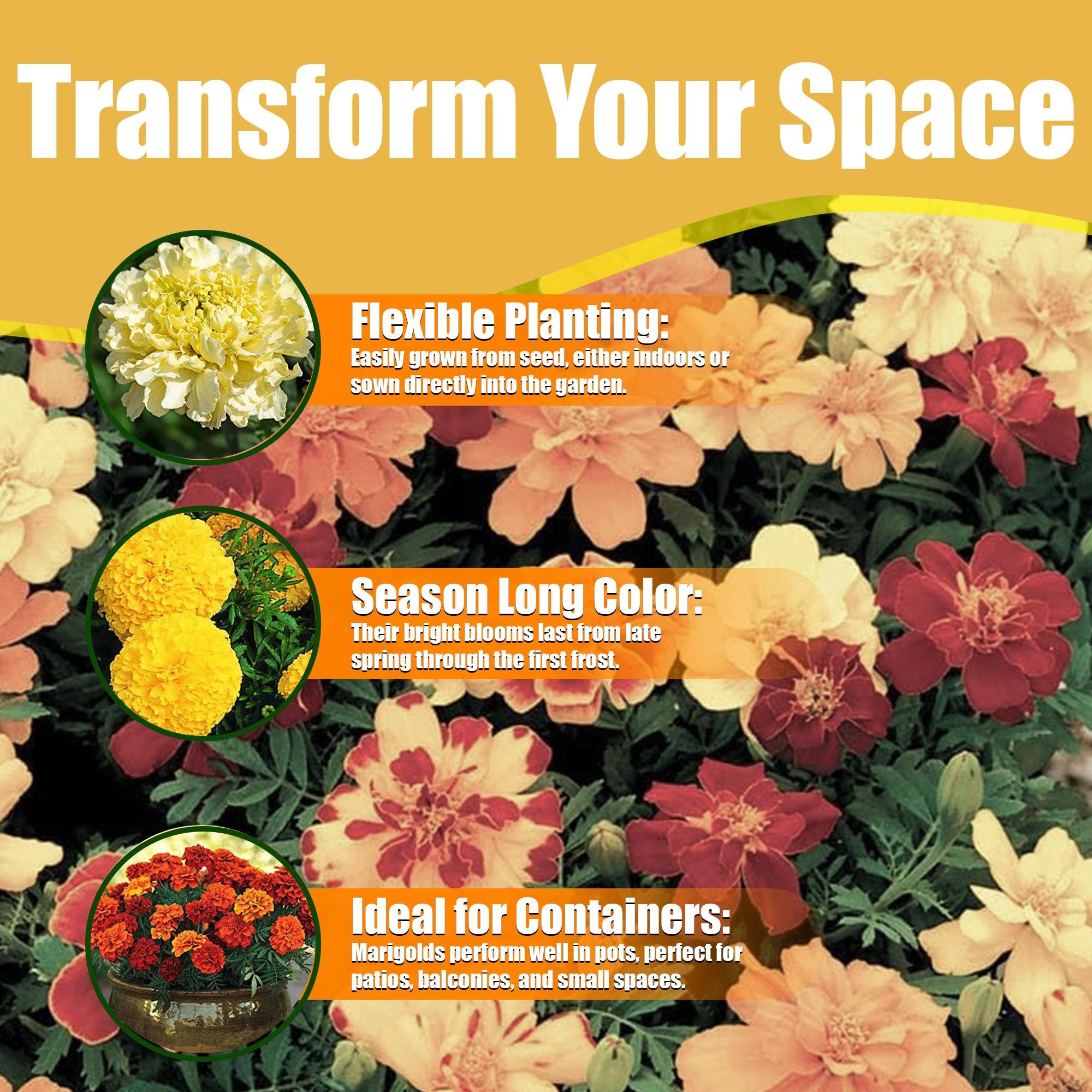 Amazon.com : Park Seed Vibrant Inca II Yellow Hybrid Marigold